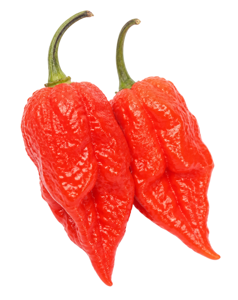 Ghost Pepper