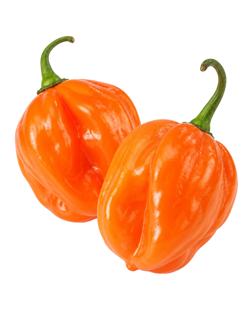 Habanero Pepper